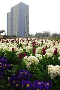 Floral Display