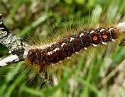 Brown Tail Moth Caterpillar