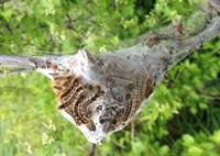 Brown Tail Moth Caterpillar Hibernation