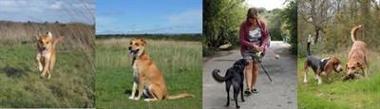 Alver Valley Country Park Dog Walking Banner