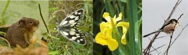 Alver Valley Country Park Nature Conservation