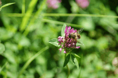 Marmalade Hoverfly on Red Clover