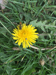 Marmalade Hoverfly and 16 Spot Ladybird on Dandelion