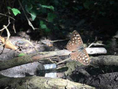 Speckled Wood Butterfly