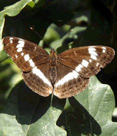 White Admiral Butterfly