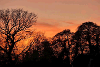 Sunset in Carter's Copse