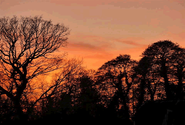 Sunset in Carter's Copse