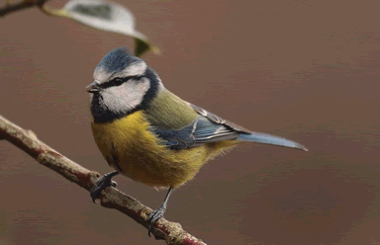 Blue Tit