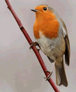 Robin