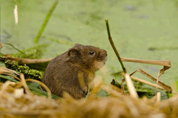 Water Vole