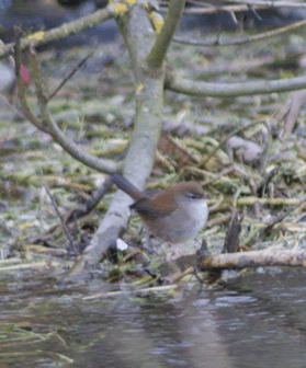 Cettis Warbler