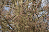 Alder catkins