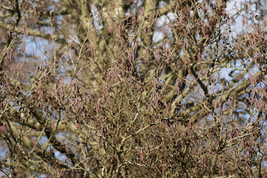 Alder catkins