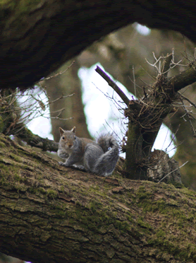 Grey Squirrel