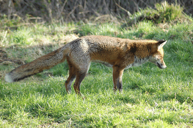 Red Fox