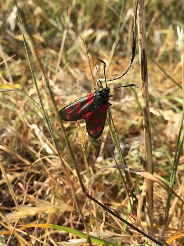 Picture of a Six-spot Burnet 