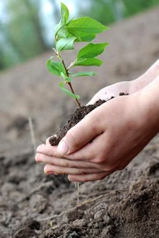 The Council is planting trees to help reduce net greenhouse gas emissions