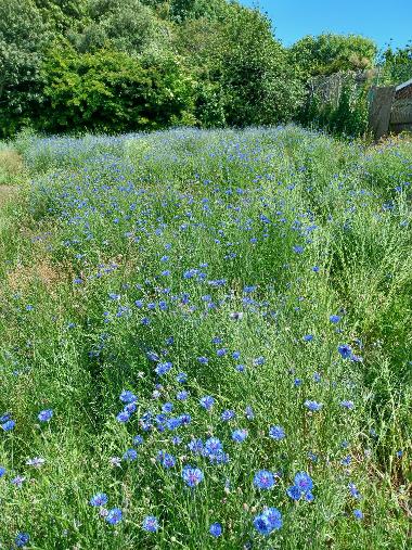 Wildflowers - Lee Rec