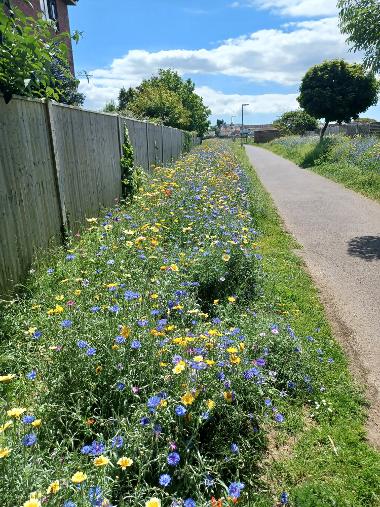 Wildflowers - Lee Rec to Fell Drive 