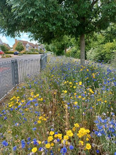 Wildflowers - Megson Park