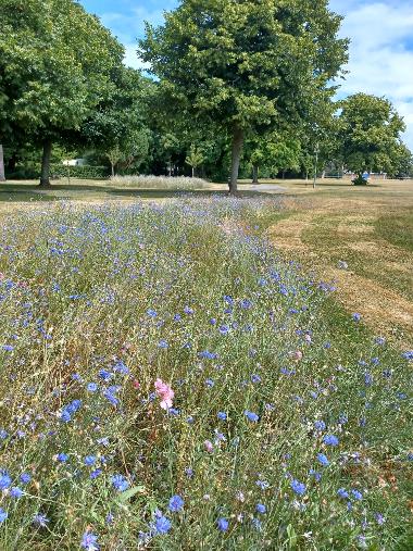 Wildflowers - Gopsport Park