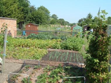 Allotment plot photo 2