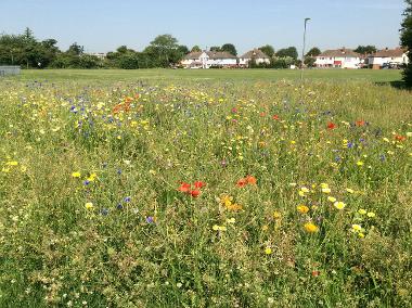 Nobes Avenue Flower Meadow